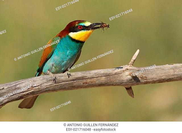 Bee-eater with a bee green background