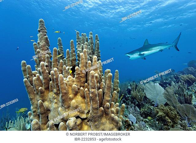 Pillar coral (Dendrogyra cylindrus), Caribbean Reef Shark, (Carcharhinus perezi) swimming with open mouth over coral reef, Republic of Cuba, Caribbean