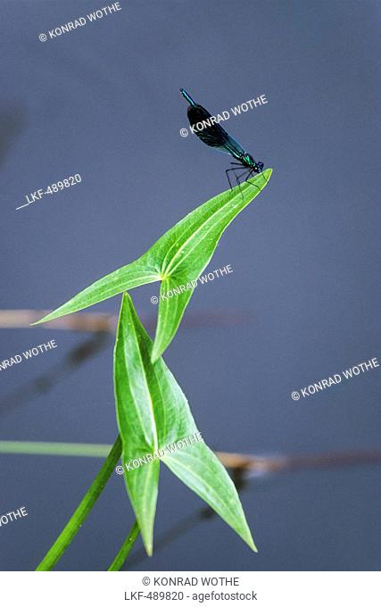 Dragonfly on waterplant, Calopteryx splendens, Sagittaria sagittifolia, Spreewald, Germany