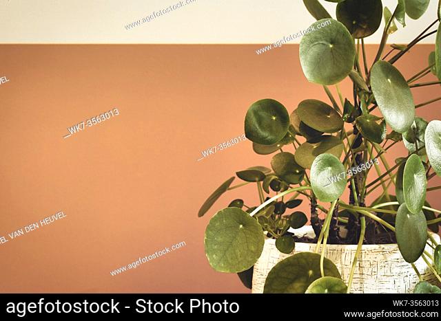 Pilea Peperomioides plant, Chinese money plant or pancake plant near half white half Peace color painted wall, retro and modern design close-up
