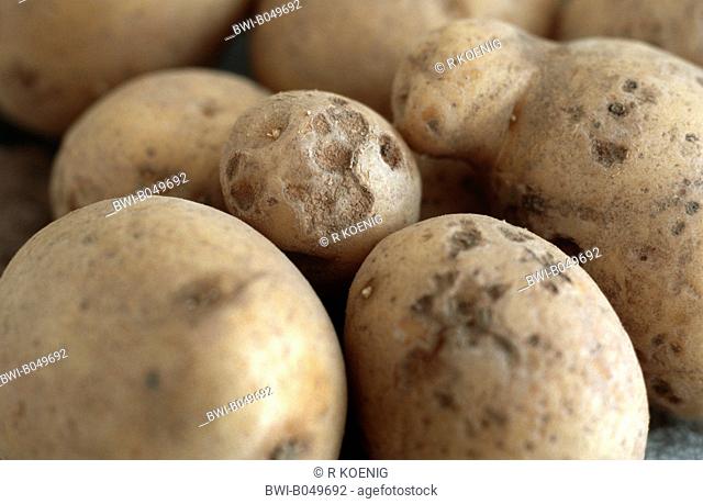 potato Solanum tuberosum, with Colletotrichum