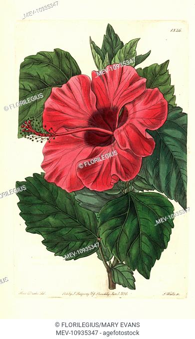 Single-flowered Chinese rose mallow, Hibiscus rosa-sinensis. . Handcolored copperplate engraving after a botanical illustration from Sydenham Edwards' The...