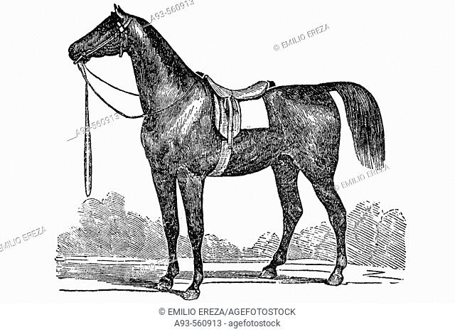 Riding horse. Antique drawing, ca. 1900