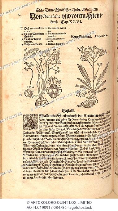 Filipendula, Red Saxifrage, Fol. 299v, 1590, Pietro Andrea Mattioli, Joachim Camerarius: Kreuterbuch desz hochgelehrten unnd weitberühmten Herrn D