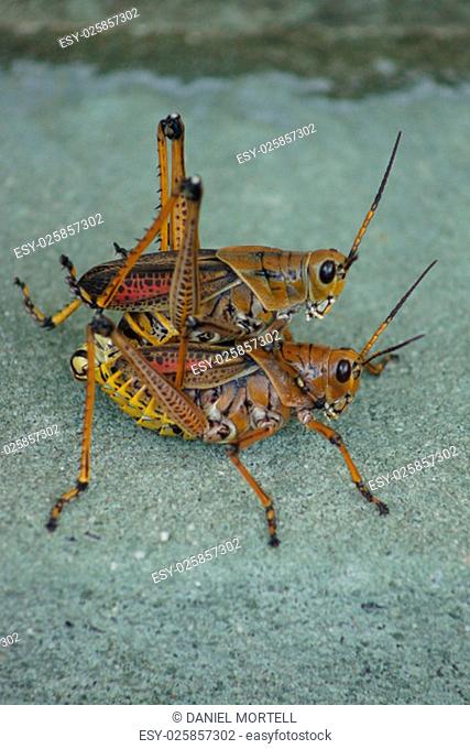A mating pair of large Eastern Lubber Grasshopper - Romalea guttata
