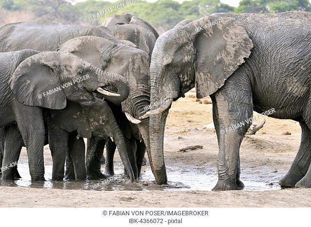 Elephants (Loxodonta africana) drinking at a waterhole, near Somalisa, Hwange National Park, Matabeleland North, Zimbabwe