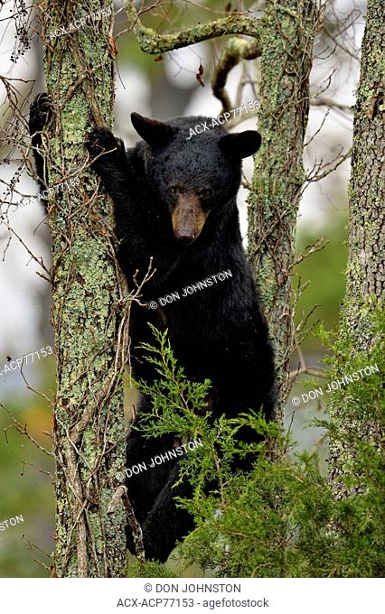 Black bear (Ursus americanus) Cub descending tree, Great Smoky Mountains NP, Tennessee, USA