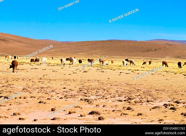 Bolivian llama breeding on Andean plateau, Bolivia