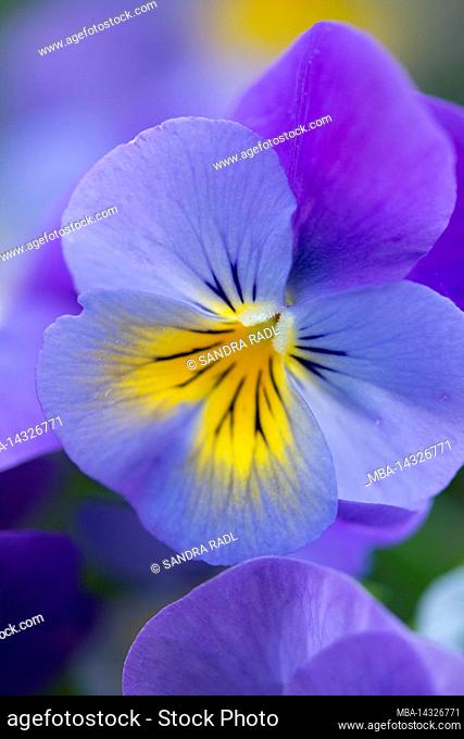 Horned violet (Viola cornuta), flower in purple and yellow