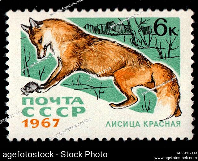 USSR - CIRCA 1967: Soviet post stamp dedicated to red fox catching mouse. Post stamp about animal. History on post stamp