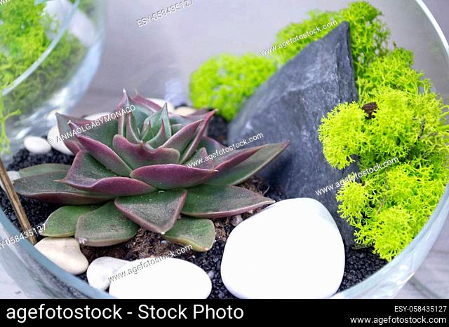 Bottle terrarium with miniature dark succulent plant close up
