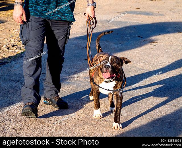 An adult man with a young dog of the American staffordshire breed in a road