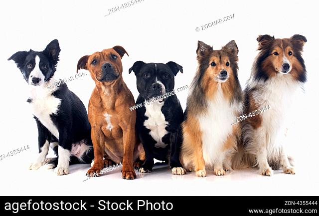 portrait of five purebred dogs in front of white background