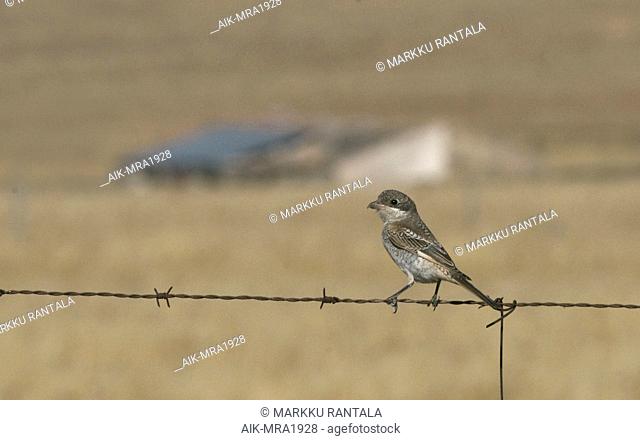 Side view of a first-winter Woodchat Shrike (Lanius senator) on barbed wire. Spain