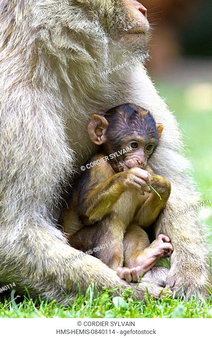 France, Bas Rhin, Kintzheim, Monkeys mountain, Barbary macaque (Macaca sylvanus), mother and baby