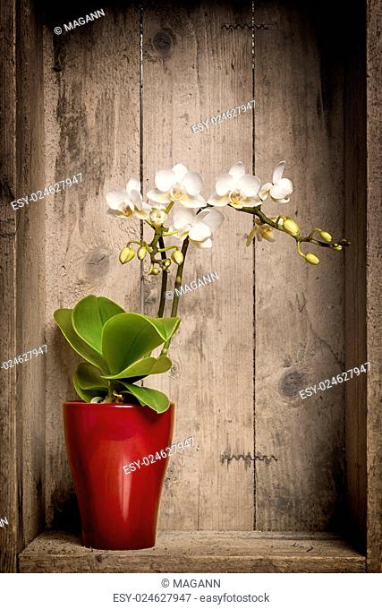 An image of a white mini orchidee with a wooden background
