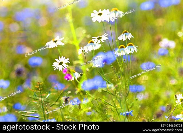 Daisies and Cornflowers in Spring