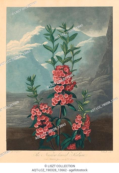 The Temple of Flora, or Garden of Nature: The Narrow-leaved Kalmia, Mountain Laurel, 1804. Robert John Thornton (British, 1768-1837)