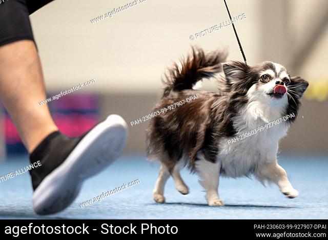 03 June 2023, Thuringia, Erfurt: A longhaired Chihuahua walks for judging at the Pedigree Dog and Cat Show at the Fair. 1200 dogs and 200 cats of diverse breeds...