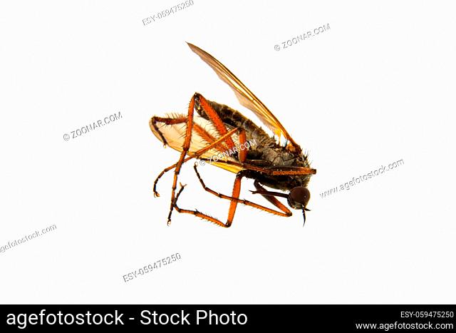 Deadly mosquito isolated on a white background