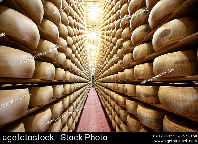 13 October 2023, Italy, Modena: Parmesan cheese wheels lie side by side on wooden boards in the ripening store at the 4 Madonne Caseificio dell'Emilia cheese...