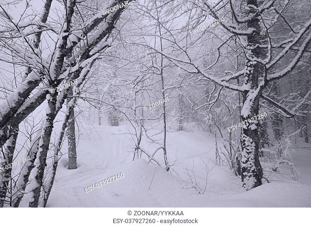 Snowy forest on North slope Aibga Ridge Western Caucasus