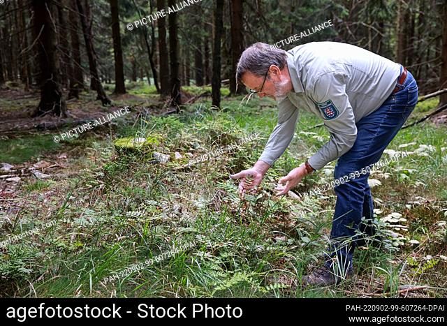 02 September 2022, Thuringia, Gehlberg: Hubertus Müller, deputy forestry office manager, checks the entry on the forest floor after liming by helicopter in the...