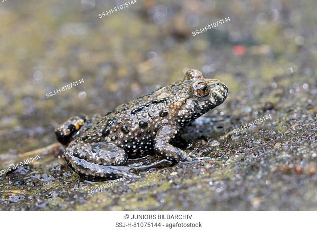 Fire-bellied toad (Bombina bombina). Adult on wet ground. Germany
