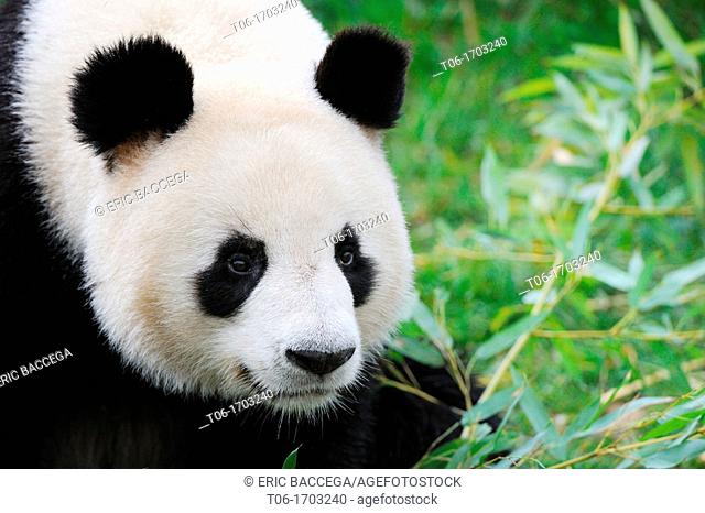 Giant panda portrait Ailuropoda melanoleuca captive  ZooParc Beauval, France