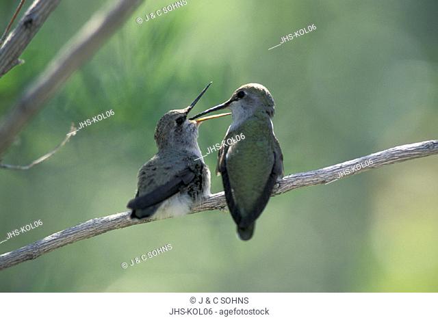 Costa's Hummingbird , Calypte costae , Sonora Desert , Arizona , USA , America , adult female with young feeding