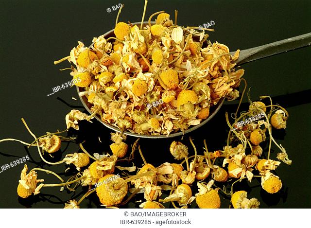 German Chamomile, Hungarian Camomile or Wild Chamomile (Matricaria recutita), medicinal plant, dried blossoms, tea