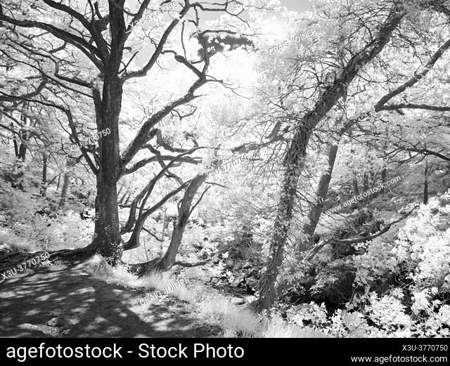 An infrared image of sunlight in a woodland in the Brecon Beacons National Park, South Wales