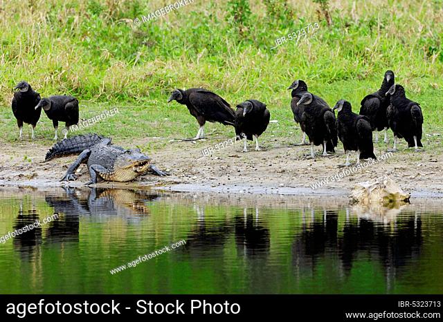 American american alligator (Alligator mississippiensis) and black vulture (Coragyps atratus), Myakka River State Park, black vulture, USA, North America