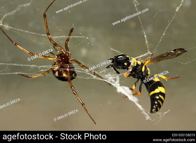 Spider hunting a wasp