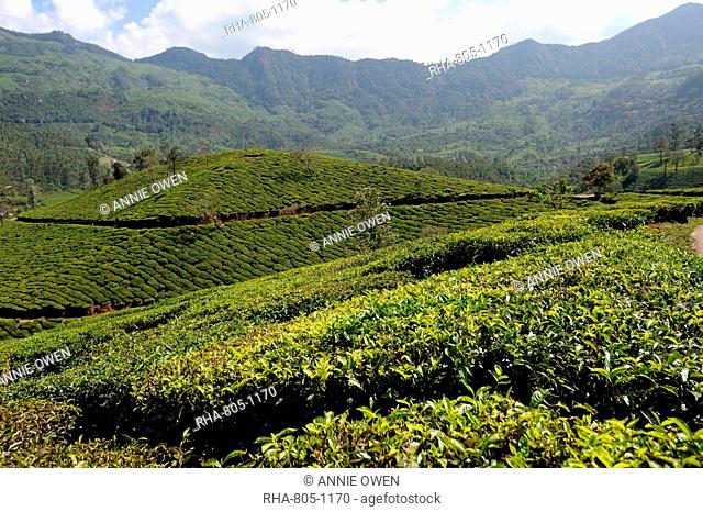 Tea plantations covering the undulating hills in Munnar, Kerala, India, Asia