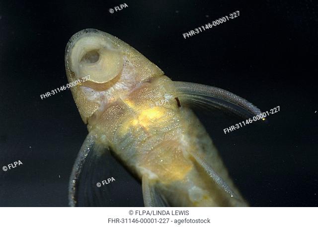 Dwarf Suckermouth Catfish Parotocinclus maculicauda From below - Shows sucker mouth