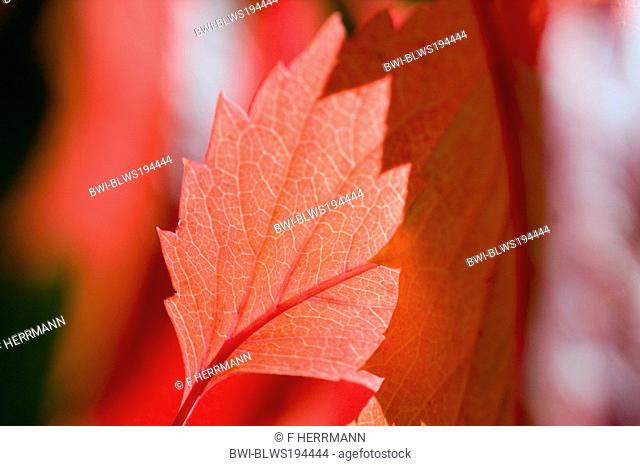 false Virginia-creeper Parthenocissus inserta, Parthenocissus quinquefolia agg., red coloured leaves