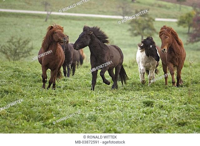 Meadow, Iceland-ponies, herd, runs, animals, mammals, usefulness-animals, mounts, load-animals, horses, Icelandic, Icelanders