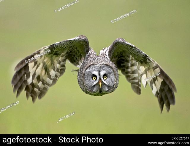 Great grey owls (Strix nebulosa), Owls, Animals, Birds, Owls, Great Grey Owl adult, in flight