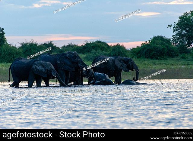 African elephant (Loxodonta africana) Elephant family drinking and bathing on the Chobe River, boat safari on the border river of Botswana and Namibia