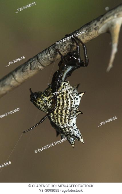 A female Spined Micrathena (Micrathena gracilis) waits for prey on her web
