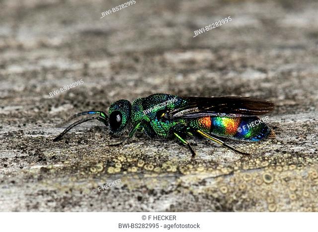 Gold wasp, Cuckoo wasp Chrysis equestris, sitting on wood, Germany