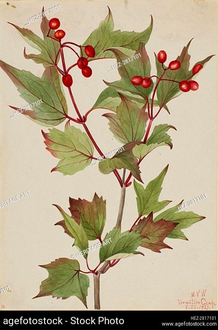 Cranberrybush (Viburnum pauciflorum), 1923. Creator: Mary Vaux Walcott