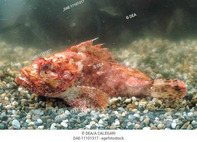 Zoology - Fishes - Scorpaeniformes - Largescaled scorpionfish (Scorpaena scrofa) on sea floor