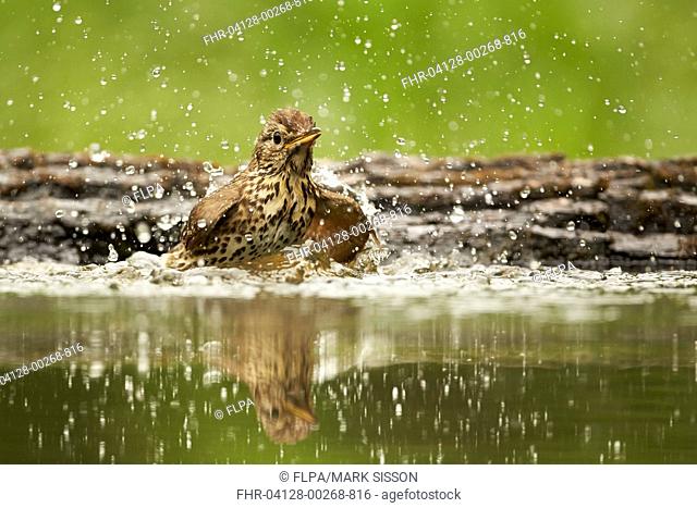 Song Thrush (Turdus philomelos) adult, bathing in woodland pool, Hungary, May