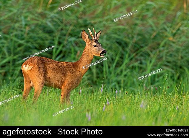 Roe deer, capreolus capreolus, buck chewing on grassland in summertime nature. Roebuck swallowing on green meadow in summer