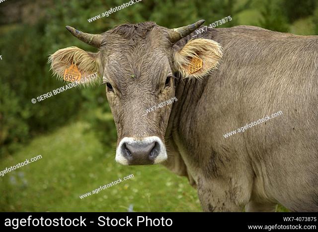 Cows in the pastures of Cerneres, near Pedraforca (BerguedÃ , Catalonia, Spain, Pyrenees). ESP: Vacas en los pastos de Cerneres, cerca del Pedraforca (BerguedÃ