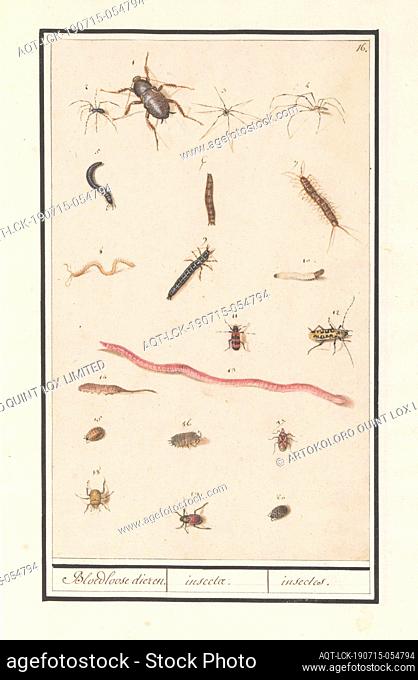 Leaf with various insects and spiders, bloodless animals. / insectae. / insectes (title on object), Leaf with various insects, spiders and an earthworm