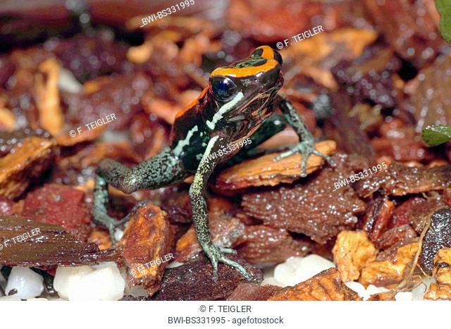 Orange-and-black poison-dart frog, Golfodulcean poison frog, Striped Poison Frog (Phyllobates vittatus), on bark