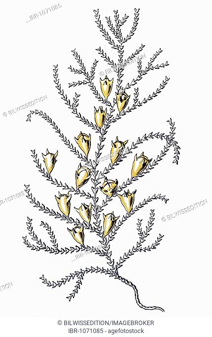 Historic illustration, tablet 25, title Sertulariae, marine cnidaria, name Diphasia, 2/ Diphasia pinaster, small stem, slightly enlarged, Ernst Haeckel